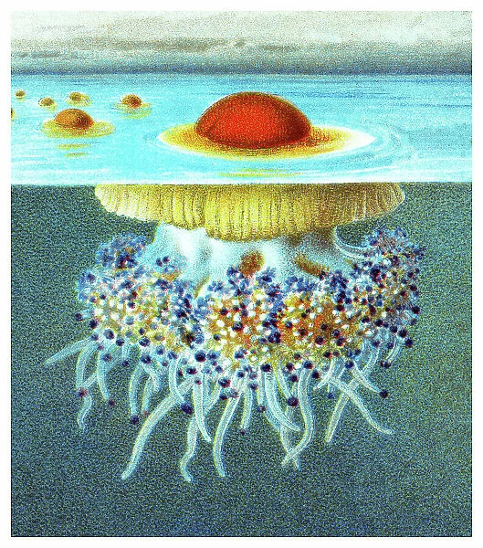 Old chromolithograph illustration of Mediterranean jellyfish, Mediterranean jelly or fried egg jellyfish (Cotylorhiza tuberculata)