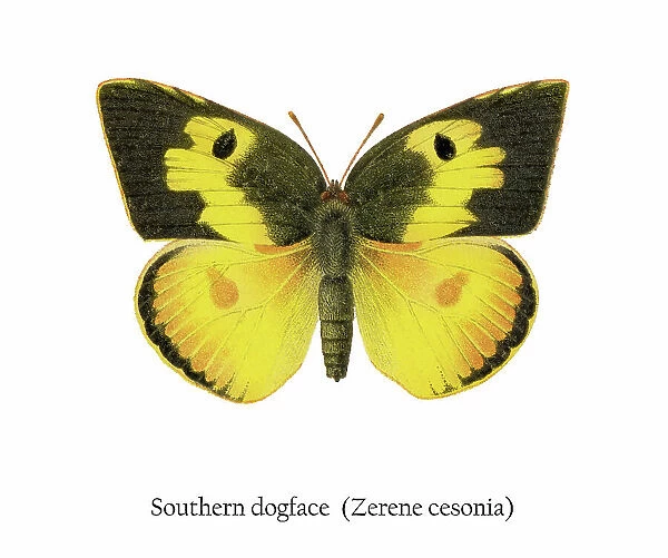 Old chromolithograph illustration of Southern Dogface Butterfly (Zerene cesonia)