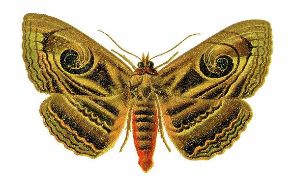Old chromolithograph illustration of Spirama helicina moth