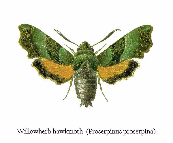 Old chromolithograph illustration of Willowherb hawkmoth (Proserpinus proserpina)