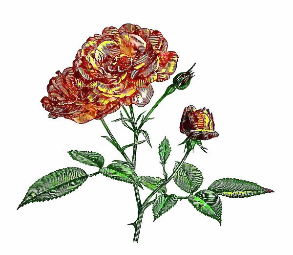 Old engraved illustration of red rose (Rosaceae)