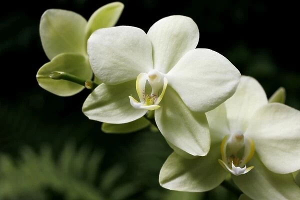 Orchid -Orchidaceae-, flower