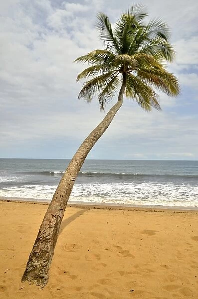 Palm tree on the beach in Kribi, Cameroon, Central Africa, Africa