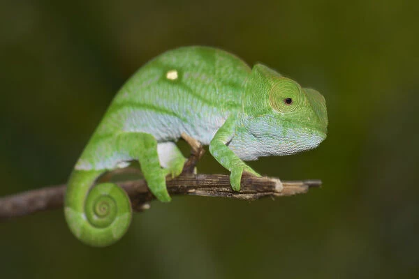 Parsons Chameleon -Calumma parsonii-, young, Marojejy, Sambava, Madagascar