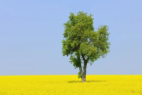 Pear tree -Pyrus- in a canola field, Lower Franconia, Bavaria, Germany, Europe