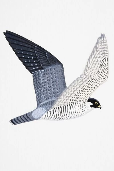 Peregrine Falcon (Falco peregrinus), adult