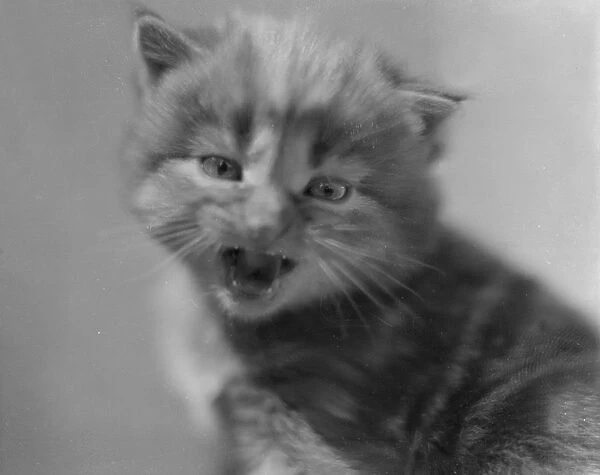 Miaow. circa 1930: A pet kitten cries for attention