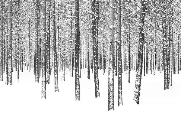 Pine trees in winter