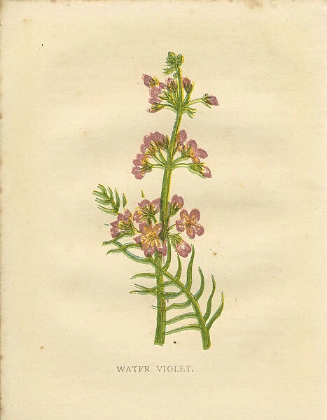 Pink water violet wildflower Victorian botanical print by Anne Pratt