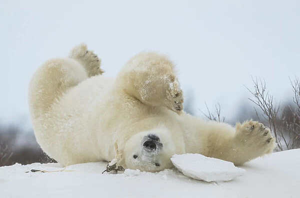 Polar bear (Ursus maritimus) upside down playing in the snow