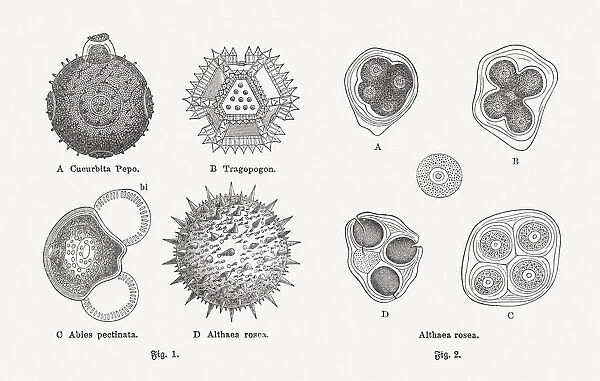 Pollen, wood engravings, published in 1897