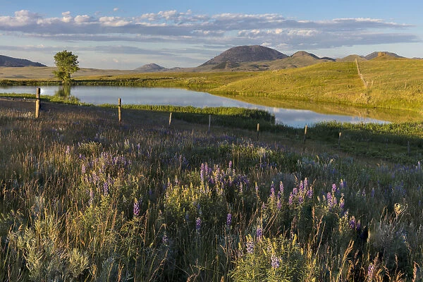 Pond near Bears Paw Mountains, Blaine County, Montana, USA