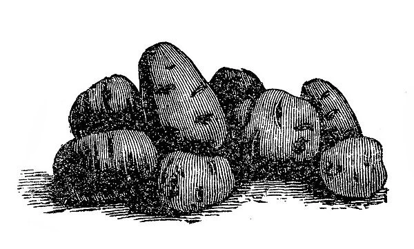 Potato. Illustration of a potato