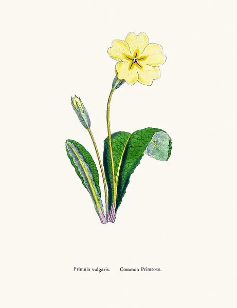 Primrose flower