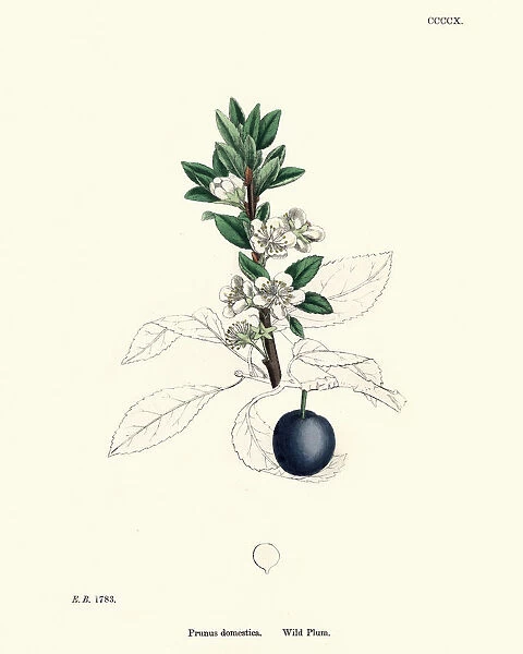 Prunus domestica, Wild plum, Floral victorian print