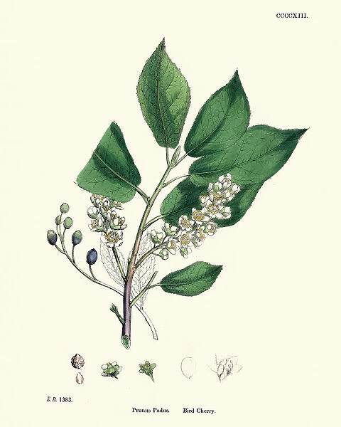 Prunus padus, bird cherry, hackberry, hagberry, Mayday tree, flowering plant