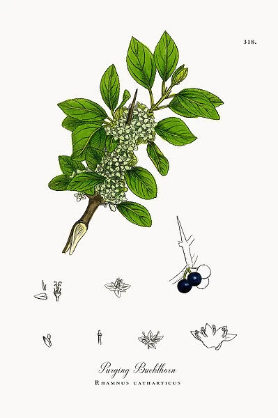 Purging Buckthorn, Rhamnus catharticus, Victorian Botanical Illustration, 1863