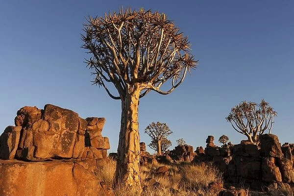 Quiver trees (Aloe dichotoma), blooming, in the Quiver Tree Forest in Garaspark in Keetmanshoop