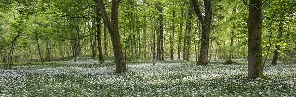 Ramsons in English Woodland