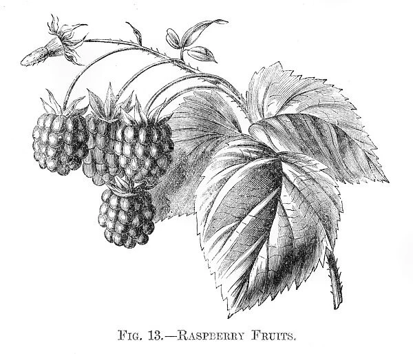 Raspberry fruits engraving 1898