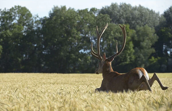 Red Deer -Cervus elaphus- in a grain field, Lower Austria, Austria