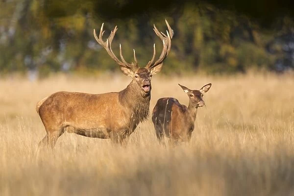 Red Deer -Cervus elaphus-, pair, captive, Copenhagen, Denmark