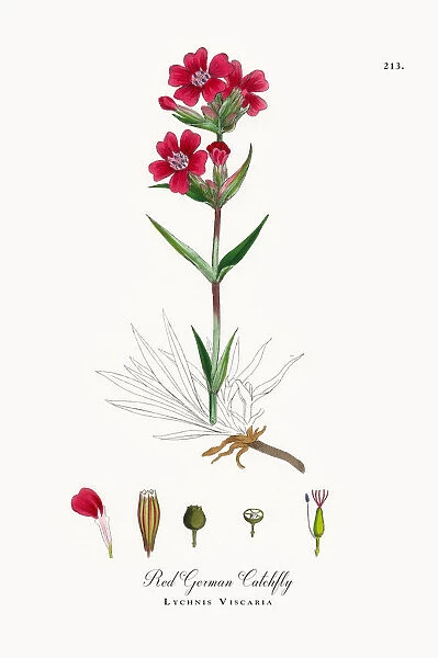 Red German Catchfly, Lychnis Viscaria, Victorian Botanical Illustration, 1863