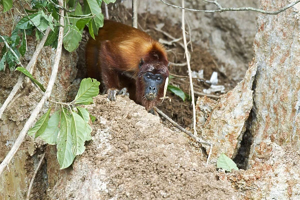 Red Howler Monkey -Alouatta seniculus- eating clay at a clay lick, Tambopata Nature Reserve, Madre de Dios Region, Peru