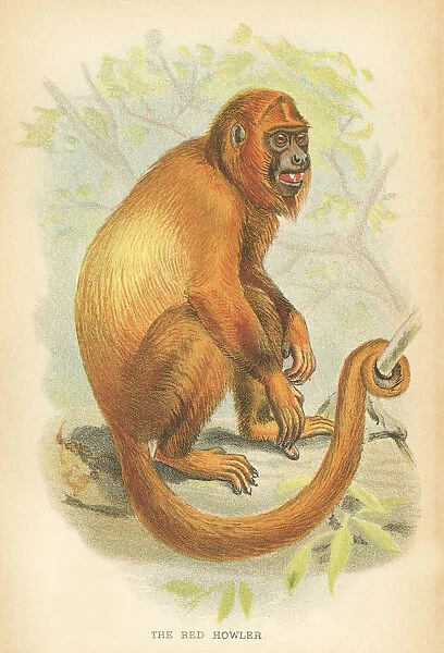 Red howler primate 1894