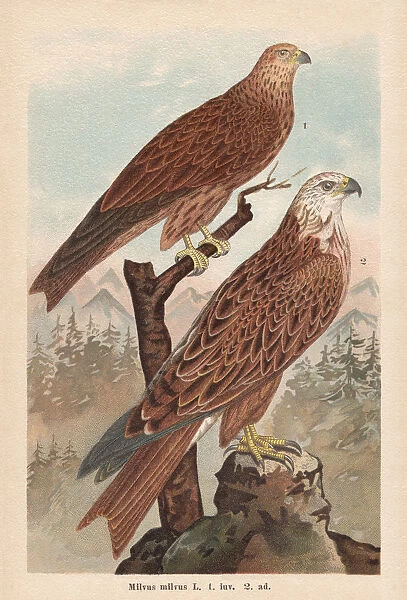 Red kite (Milvus milvus), chromolithograph, published in 1896