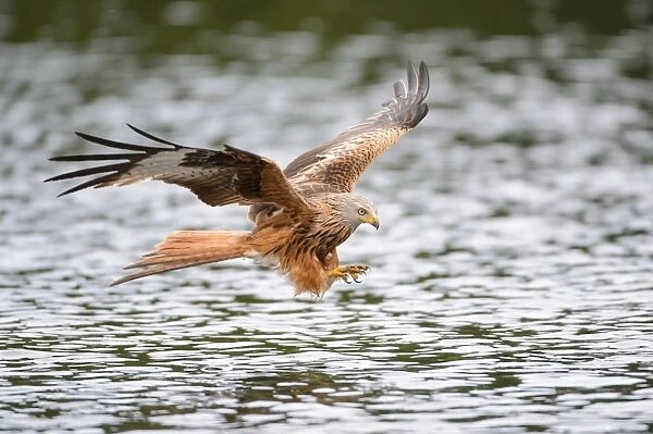 Red Kite -Milvus milvus- hunting over a lake, Mecklenburg-Western Pomerania, Germany