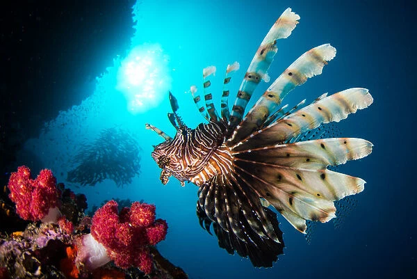 Red Lionfish (Pterois volitans) swims in a reef