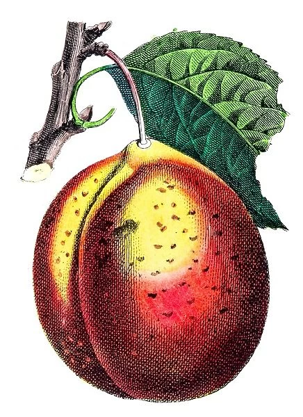 Red plum illustration 1853