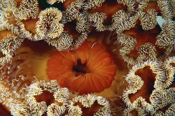 Red senile anemone, Plumose anemone or Frilled anemone -Metridium senile-, Japan Sea, Primorsky Krai, Russian Federation, Far East