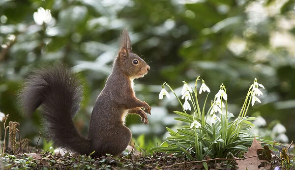 Red Squirrel -Sciurus vulgaris- on a spring meadow, Baden-Wurttemberg, Germany