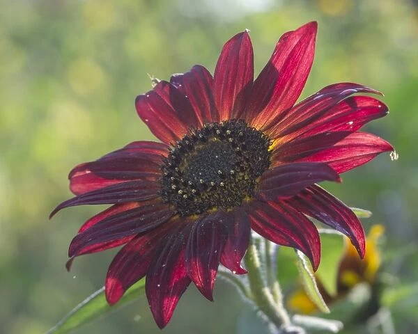 Red Sunflower -Helianthus annuus-
