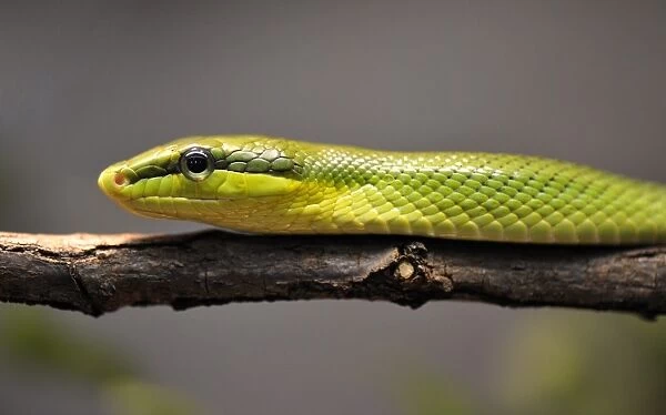 Red-tailed rattle snake -Gonyosoma oxycephala-