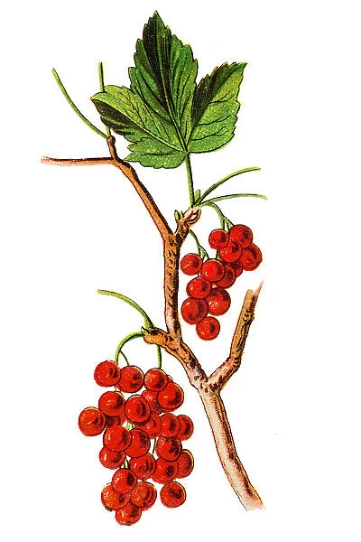 The redcurrant, or red currant (Ribes rubrum)