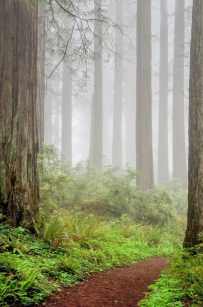 redwoods, trunks, fog, California