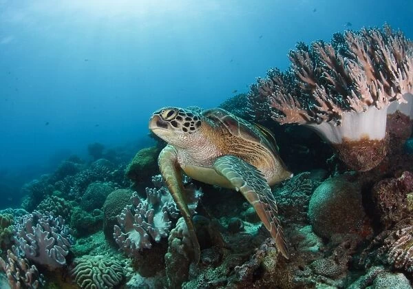 Reef life. Sea turtle at coral reef. Philippines. Apo island
