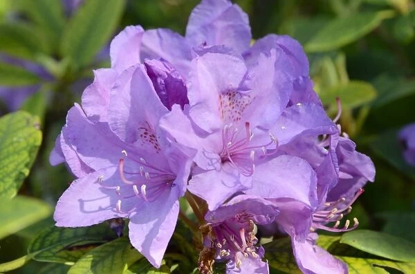 Rhododendron flower -Rhododendron sp. -, hybrid