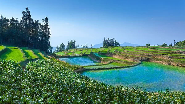 Rice terrace in Yunnan, China