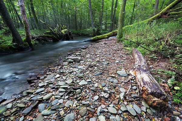 Riparian forest (woodland), river shore, long exposure