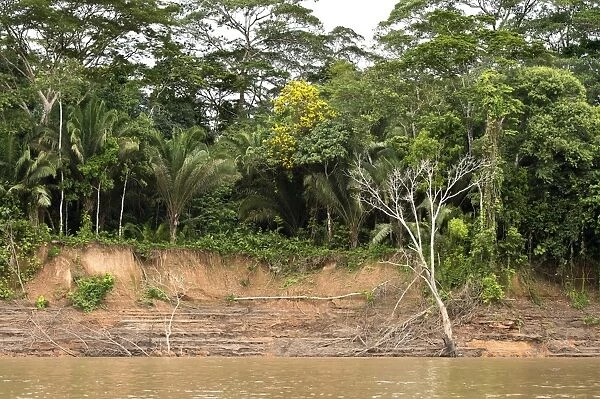 Riverside vegetation along the Tambopata River, Tambopata Nature Reserve, Madre de Dios Region, Peru