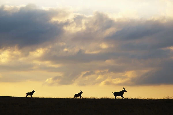 Roan antelope, Nyika plateau, Malawi