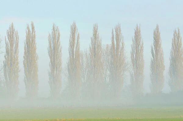 Row of poplars -Populus nigra italica- in the fog, Rheinberg, Lower Rhine region, North Rhine-Westphalia, Germany