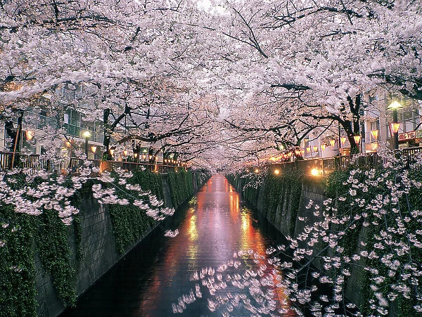 Sakura on Meguro River