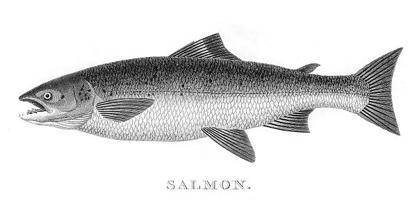 Salmon engraving 1812