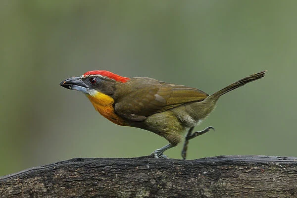 Scarlet-crowned Barbet (Capito aurovirens)
