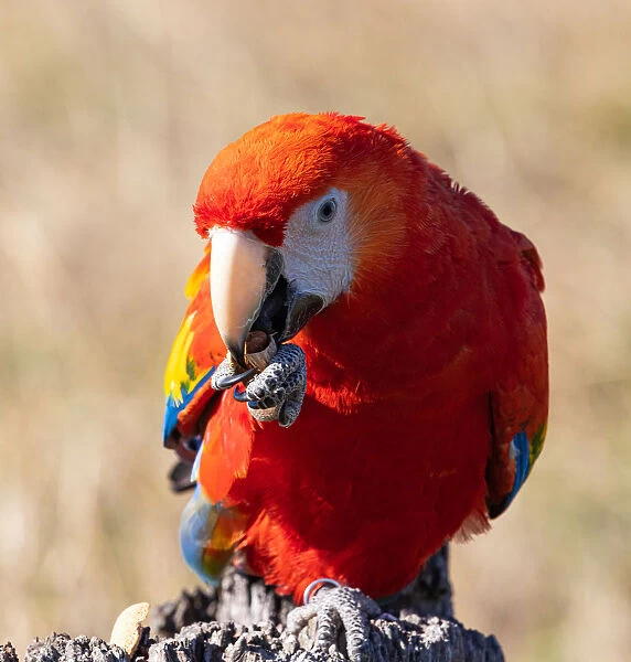 Scarlet Macaw sitting and eating a fresh nut